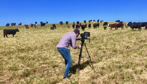 photographer and cows